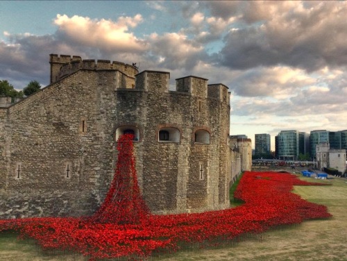 Ceramic poppies at the Tower of London